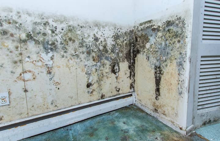residential mold removal experts in Oroville